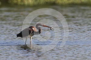 Tri colored heron