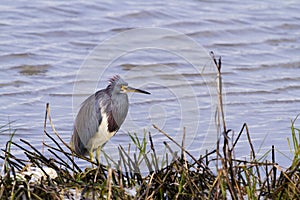 Tri colored heron