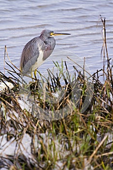 Tri colored heron