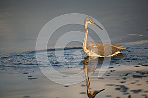 Tri-colored Heron