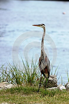 Tri-Colored Heron in Biloxi