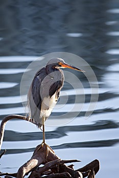 Tri colored Heron bird