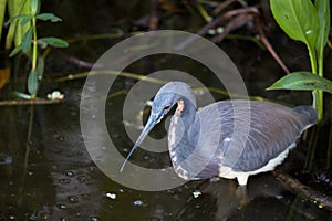 Tri Colored Heron in breeding colors goes fishing