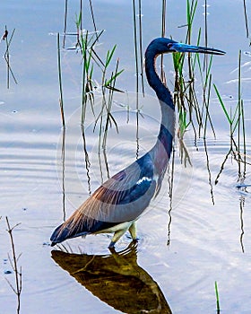 Tri-colored Heron, in breeding colors - hunting for lunch in an Everglades pond