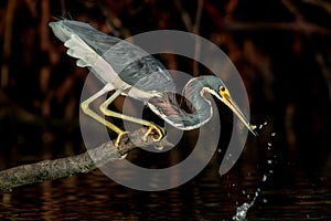 Tri-colored heron catching a bait fish near Wiggins Pass, Florid