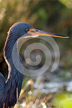 Tri-colored Heron, Egretta tricolor