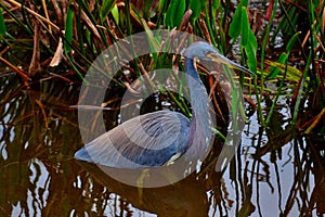 Tri-Colored Heron (Egretta tricolor) Bird