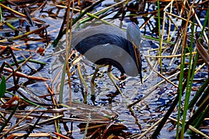 Tri-Colored Heron (Egretta tricolor) Bird