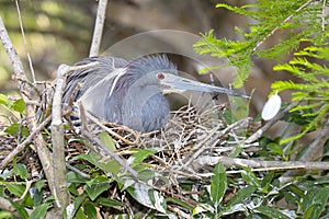 Tri-colored Heron On Her Nest
