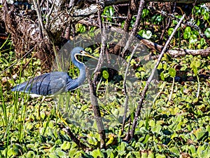 Tri-colored Heron, hunting in a bed of water lettuce in the Florida Everglades