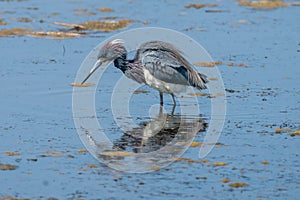 Tri Colored Heron in Huntington Beach State Park in Pawleys Island, South Carolina