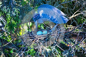 Tri-colored Heron Nesting