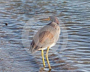 Tri-colored Heron on Padre Island in South Texas