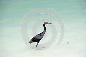 Tri colored heron in the tropical sea