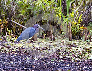 Tri-colored Heron wading