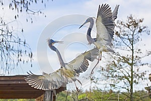 Tri-colored Herons Territorial Fighting