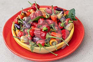Tri Colored Peppers in Fiesta Colors