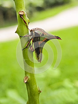 Tri-colored Thorn Bug on Green Thorny Branch photo