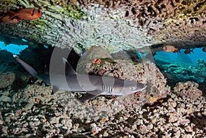 Triaenodon obesus whitetip reef shark resting