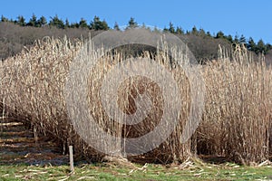 Trial plots of Myscanthus Elephant Grass photo
