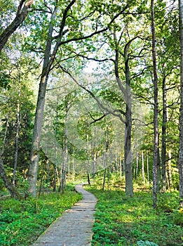 Trial in the woods, summer