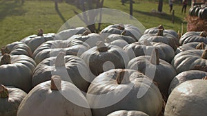 Triamble pumpkins are medium-sized slate-green pumpkin weigh about 8 pounds.