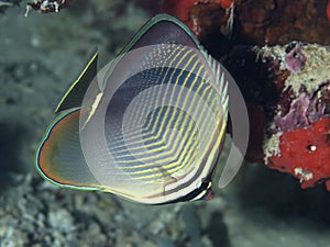 Triangle butterflyfish