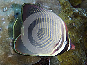 Triangle butterflyfish