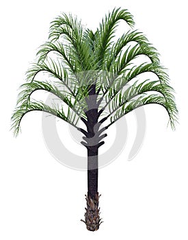 Triangle palm tree, dypsis decaryi - 3D render