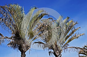 Triangle palms, Dypsis decaryi, Belo Horizonte, Brazil