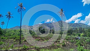 Triangle pattern of coconut trees combined with mountain, clouds and blue sky in Timor-Leste photo