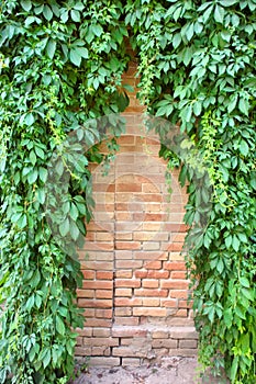 Triangle pattern on wall covered by ivy