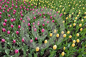 Triangle of pink tulips wedging between yellow ones photo