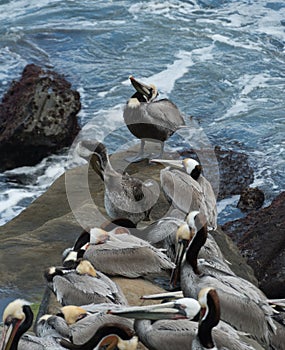 Triangle shaped flock of pelicans resting on rocks near La Jolla Cave