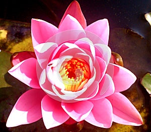 Triangle shaped pink lotusflower