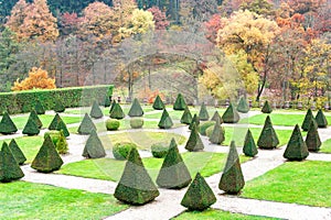 Triangle shaped topiary green trees in Burresheim Castle ornamental garden