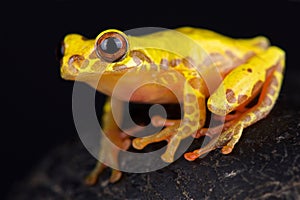 Triangle treefrog Dendropsophus triangulum photo