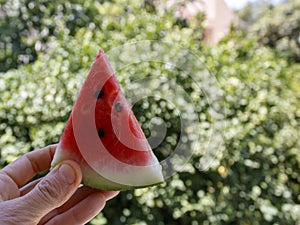 Triangle watermelon slice with seeds in hand