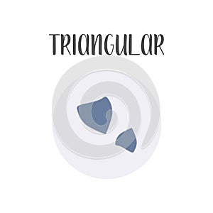 Triangular bacteria. Bacteria classification. Irregular shapes of bacteria. Morphology. Microbiology.