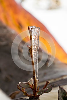 Triangular icicle on tree twig (small branch)