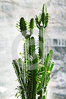 Triangular spurge Euphorbia in flower pot on window sill inside