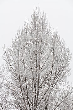 Trianlge shaped detailed tree covered with snow and ice