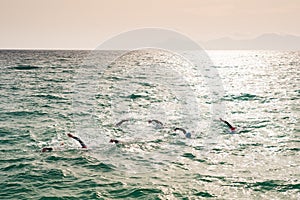 Triathlon swimmers train in open water in the sea. Mallorca, Spain