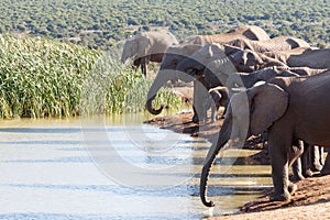 The tribe of African Bush Elephant's