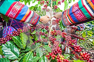 Tribe Akha farmer woman harvesting arabica coffee berries in the