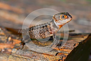 Red eye Crocodiles sknink on branch  in tropical garden