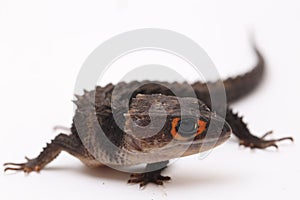 Tribolonotus Gracilis, Red-Eyed Crocodile Skinks lizard