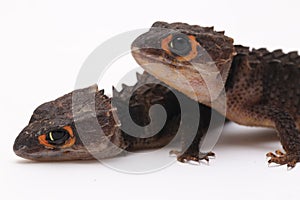 Tribolonotus Gracilis, Red-Eyed Crocodile Skinks lizard