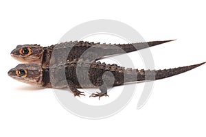 Tribolonotus Gracilis, Red-Eyed Crocodile Skinks lizard