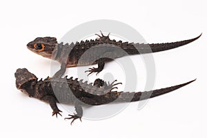 Tribolonotus Gracilis, Red-Eyed Crocodile Skinks lizard